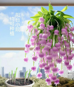 芍药花怎么养，掌握关键要点，花开更鲜艳