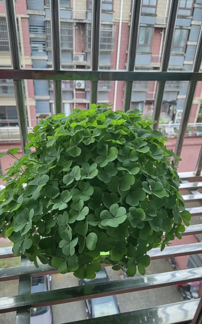 芍药花怎么养，掌握关键要点，花开更鲜艳