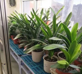 芍药花怎么养，掌握关键要点，花开更鲜艳