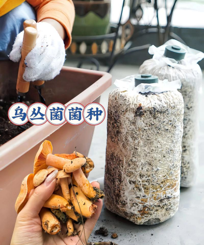 芍药花怎么养，掌握关键要点，花开更鲜艳