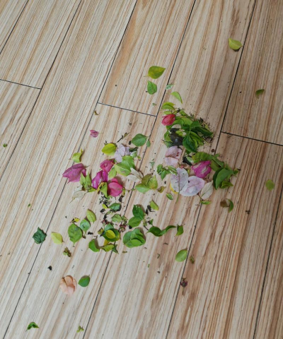 芍药花怎么养，掌握关键要点，花开更鲜艳