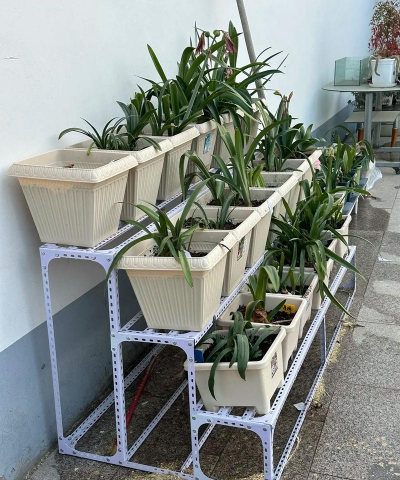 芍药花怎么养，掌握关键要点，花开更鲜艳