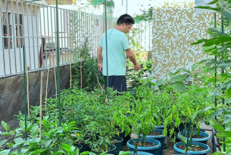 芍药花怎么养，掌握关键要点，花开更鲜艳