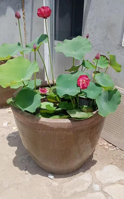 芍药花怎么养，掌握关键要点，花开更鲜艳