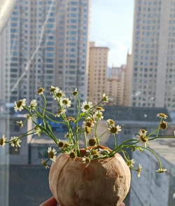 柿树虫病防治，识别常见虫害，掌握有效方法