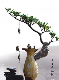 柿树虫病防治，识别常见虫害，掌握有效方法