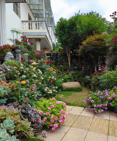 柿树虫病防治，识别常见虫害，掌握有效方法