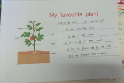 柿树虫病防治，识别常见虫害，掌握有效方法