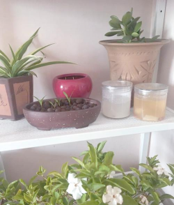 柿树虫病防治，识别常见虫害，掌握有效方法