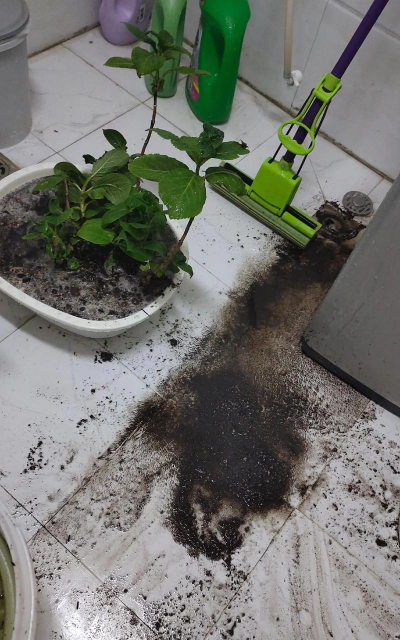 柿树虫病防治，识别常见虫害，掌握有效方法