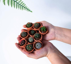 柿树虫病防治，识别常见虫害，掌握有效方法