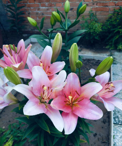 柿树虫病防治，识别常见虫害，掌握有效方法