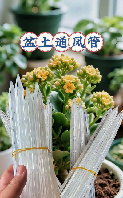 玫瑰花怎么养才不会枯萎，掌握浇水施肥技巧，轻松延长花期