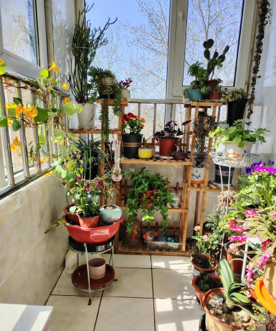 玫瑰花怎么养才不会枯萎，掌握浇水施肥技巧，轻松延长花期