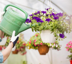 柿树虫病防治，识别常见虫害，掌握有效方法