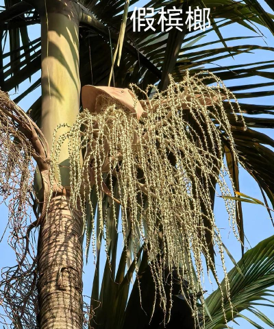 过期槟榔能养花吗