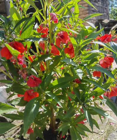 家庭养花用生根粉