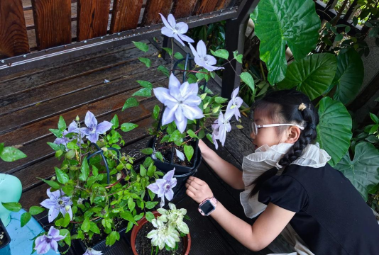 家庭养花用生根粉