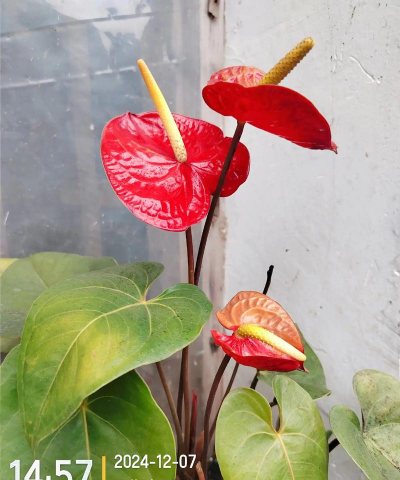 家庭养花用生根粉