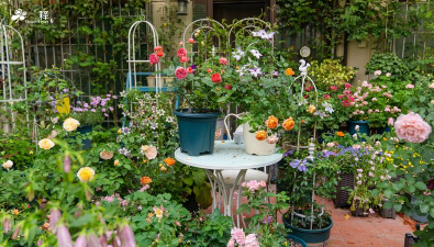 加拿大养花挣钱