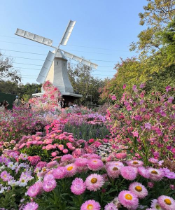 欧洲风情小镇养花