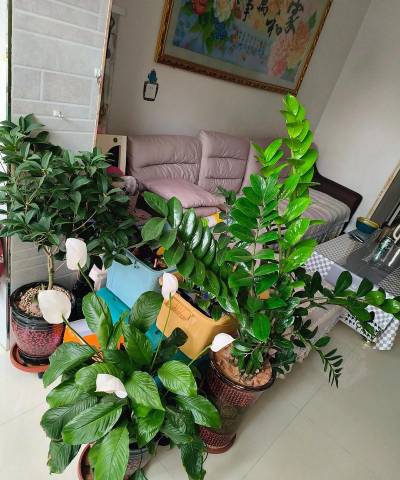 家庭养花用生根粉