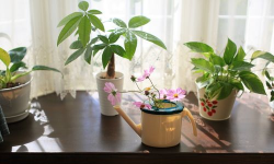 家庭养花用生根粉