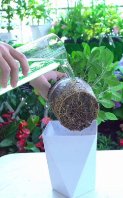 家庭养花用生根粉