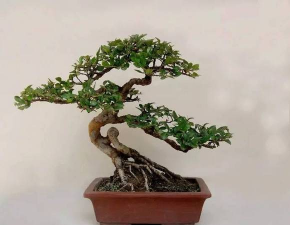 榔榆丛枝病的防治方法