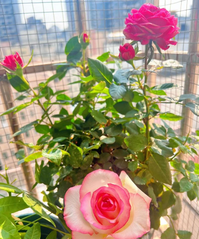 家庭养花用生根粉