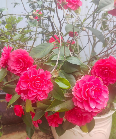 家庭养花用生根粉