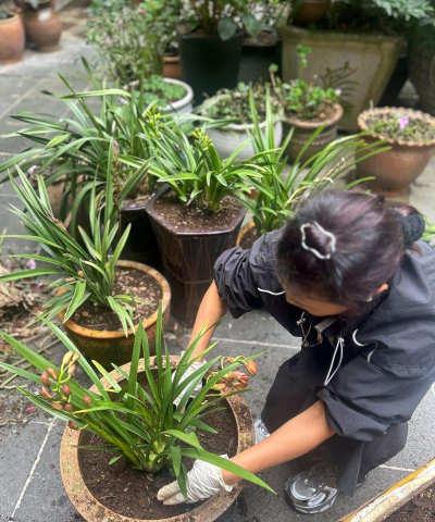 家庭养花用生根粉