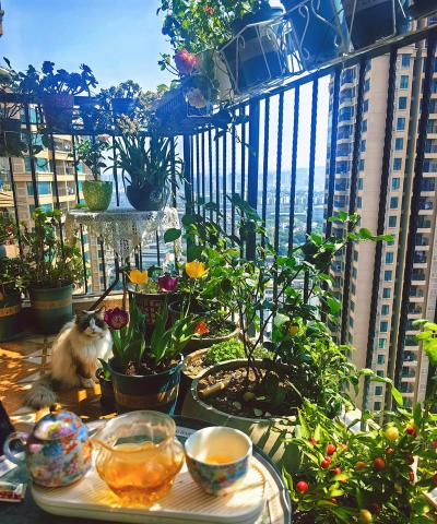 家庭养花用生根粉