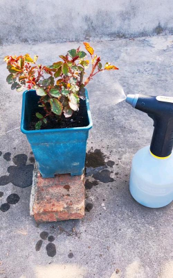 家庭养花用生根粉