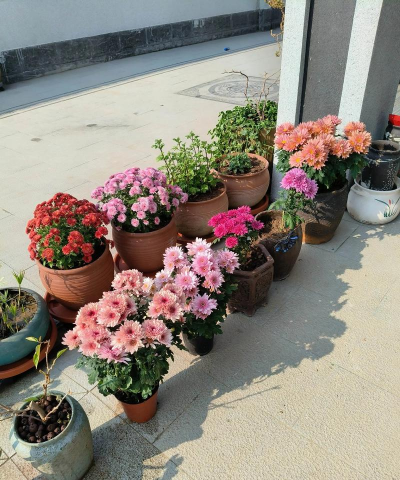 家庭养花用生根粉