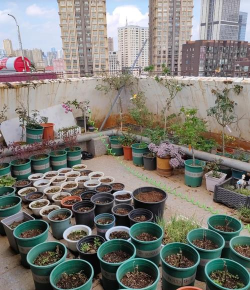 家庭养花用生根粉