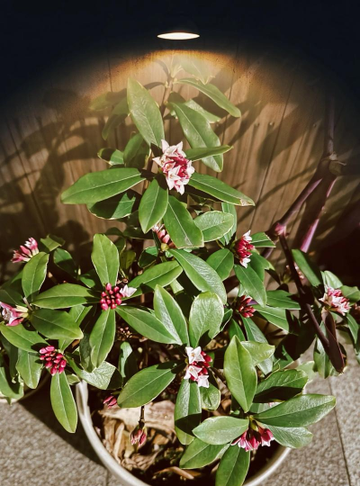 家庭养花用生根粉