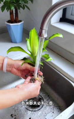 家庭养花用生根粉