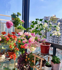 家庭养花用生根粉