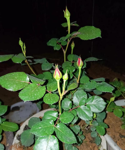 家庭养花用生根粉