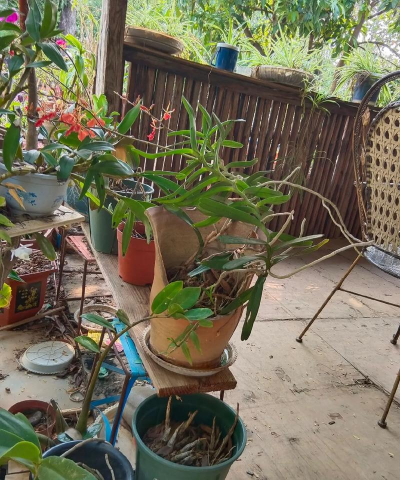 家庭养花用生根粉