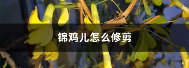 锦鸡儿怎么修剪