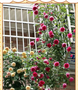 养花防盗小技巧