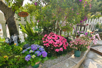 家庭养花用生根粉