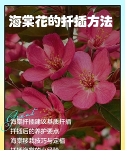 海棠是什么生殖方式