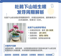 家庭养花用生根粉