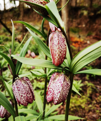 川贝花有什么颜色