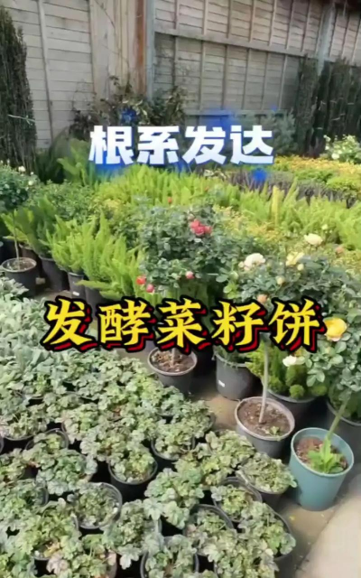 家庭养花用生根粉