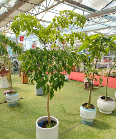 家庭养花用生根粉