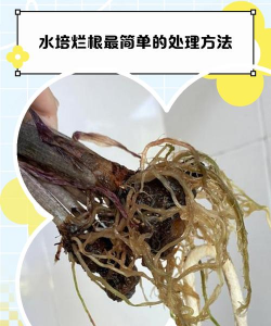 养花放海藻生根